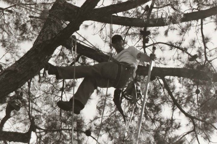 Top Of The Morning Tree Care
