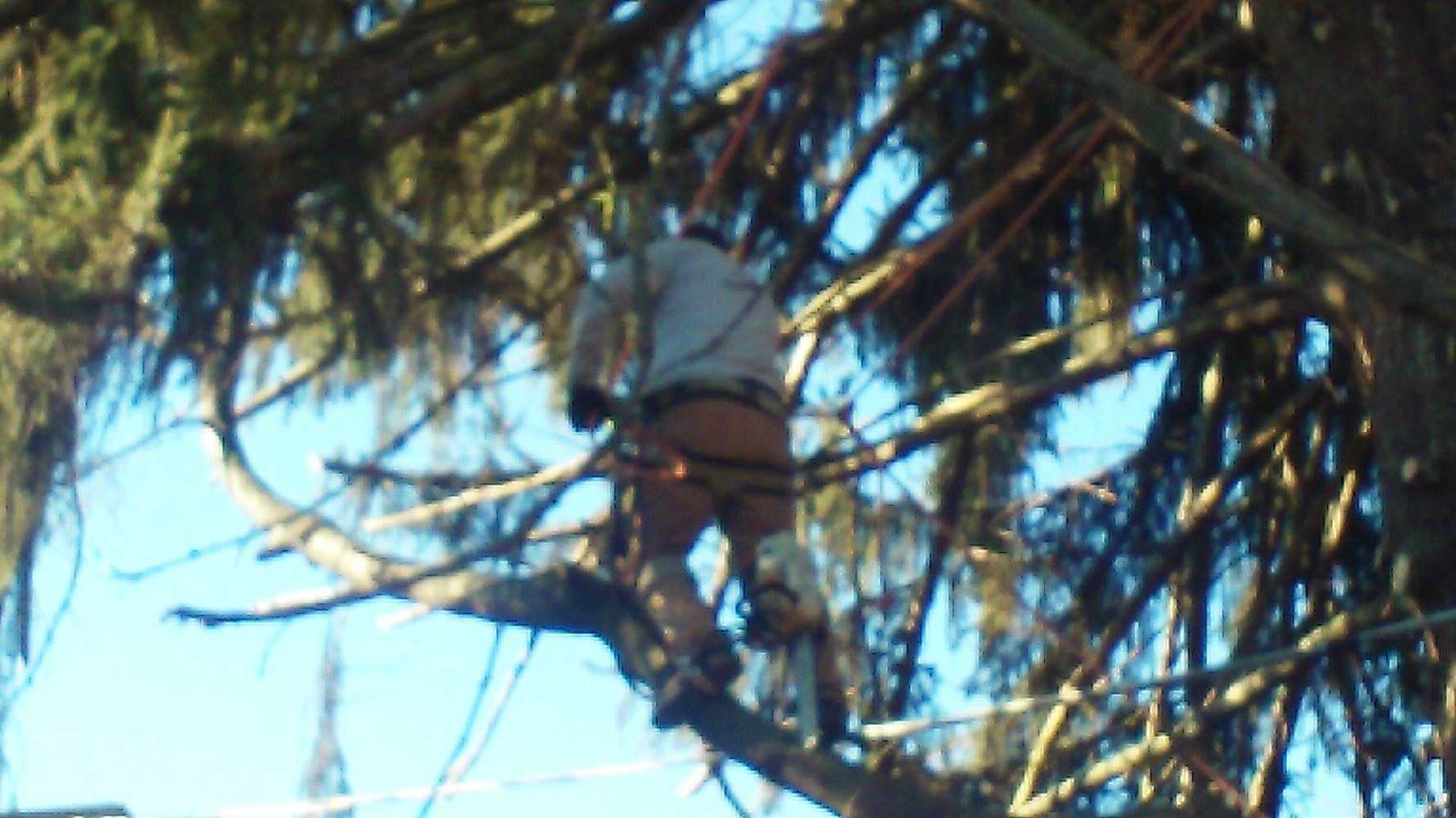 Photo(s) from Anthonys Tree Care