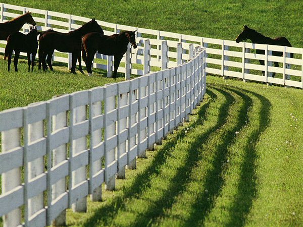 Premier Fence Tx Gunter Tx Read Reviews Get A Bid Buildzoom