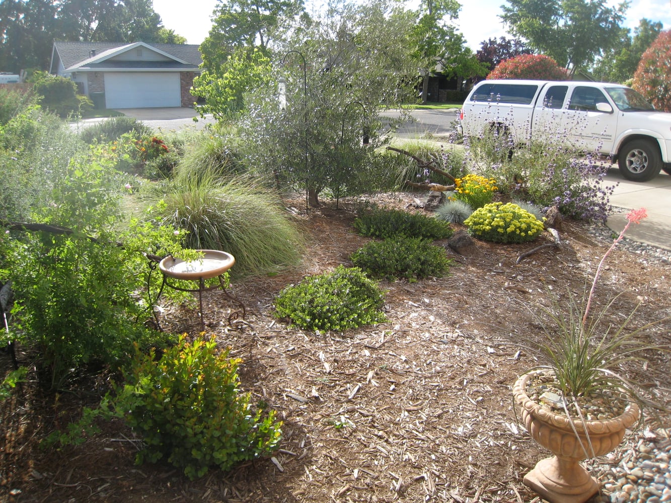 Front Yard as Native Plant Wildlife Habitat