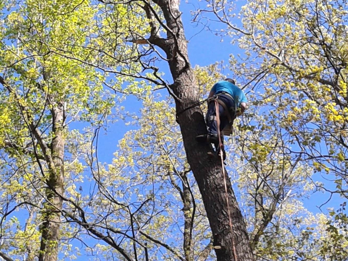 Photo(s) from Anthonys Tree Care