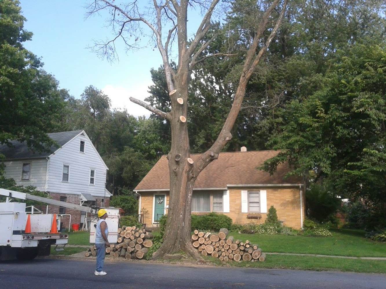 Photo(s) from Anthonys Tree Care