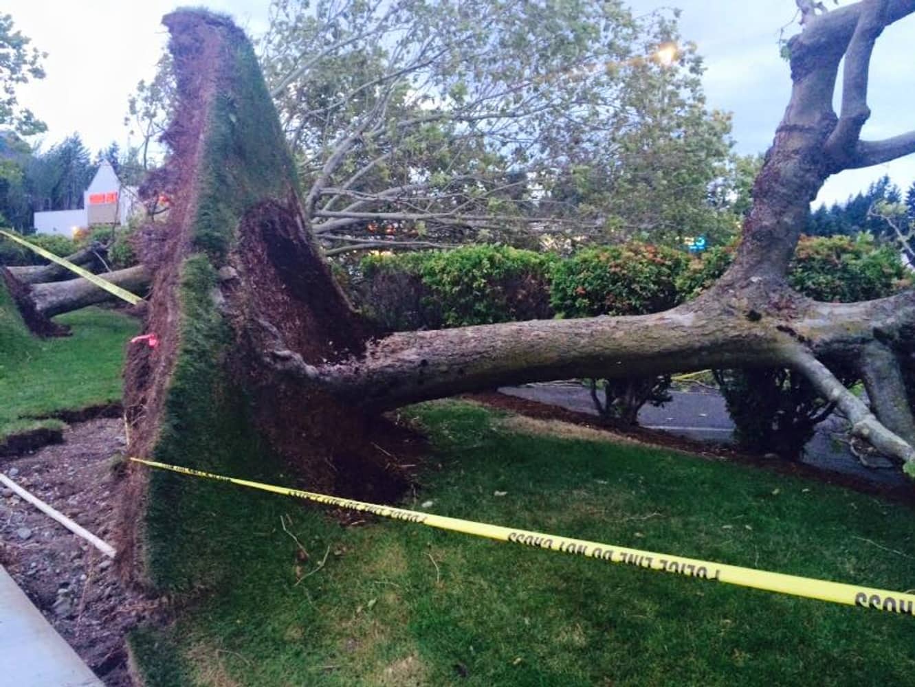 Blooma Tree Experts LLC