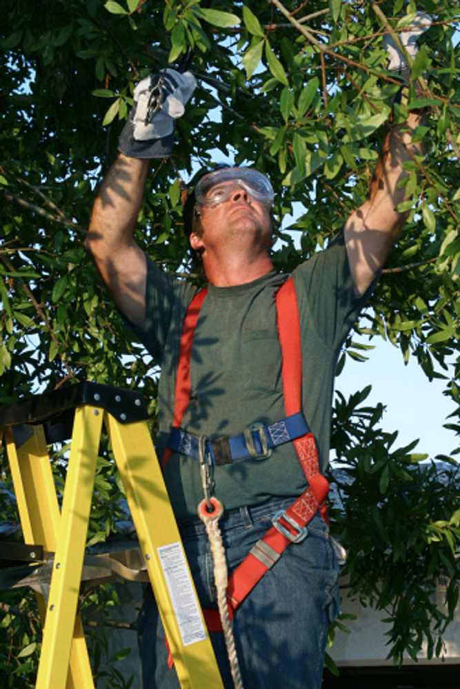 Photo(s) from Lumberjack Tree Service