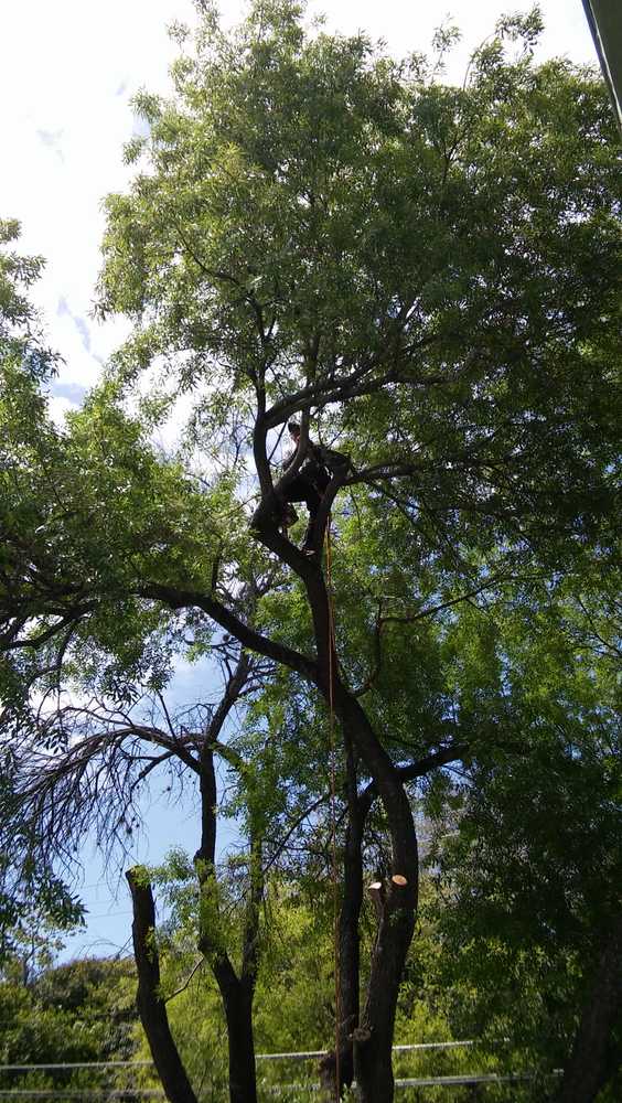 Photo(s) from Almanza Tree Trimming Services