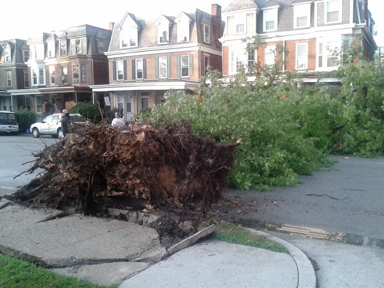 Photo(s) from Anthonys Tree Care