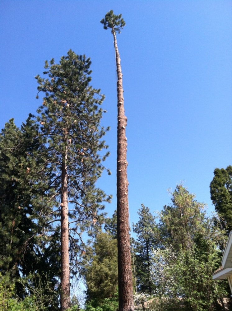 Photos from Bruces Tree Service