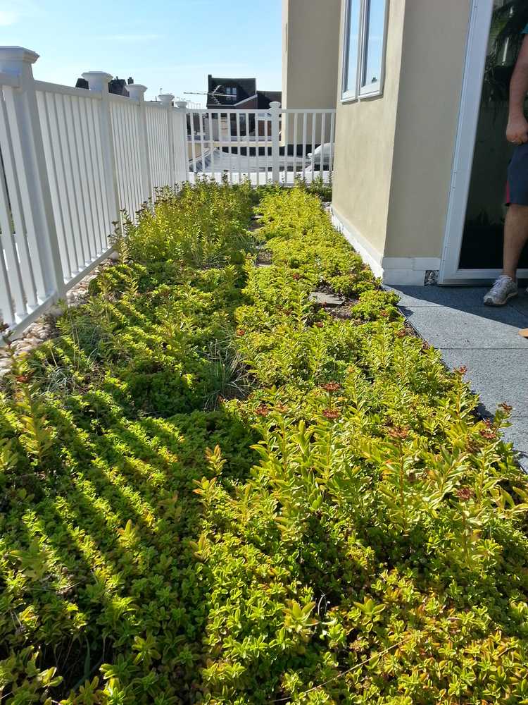 Vegetated Roofs