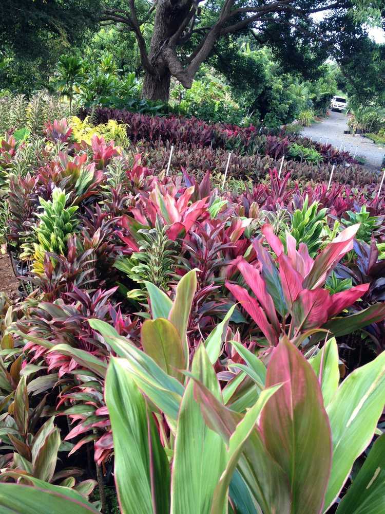 Photos from Kauai Hydroseed & Landscape Llc