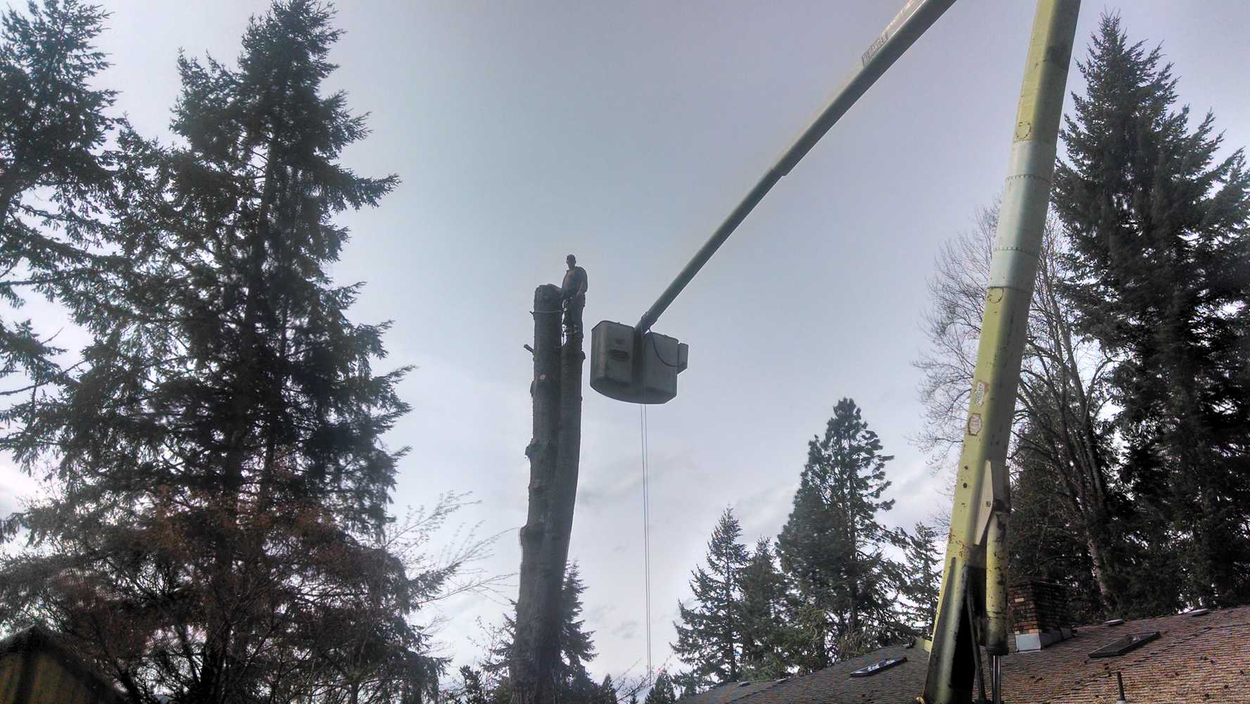 Photo(s) from Simonson Tree Service Llc