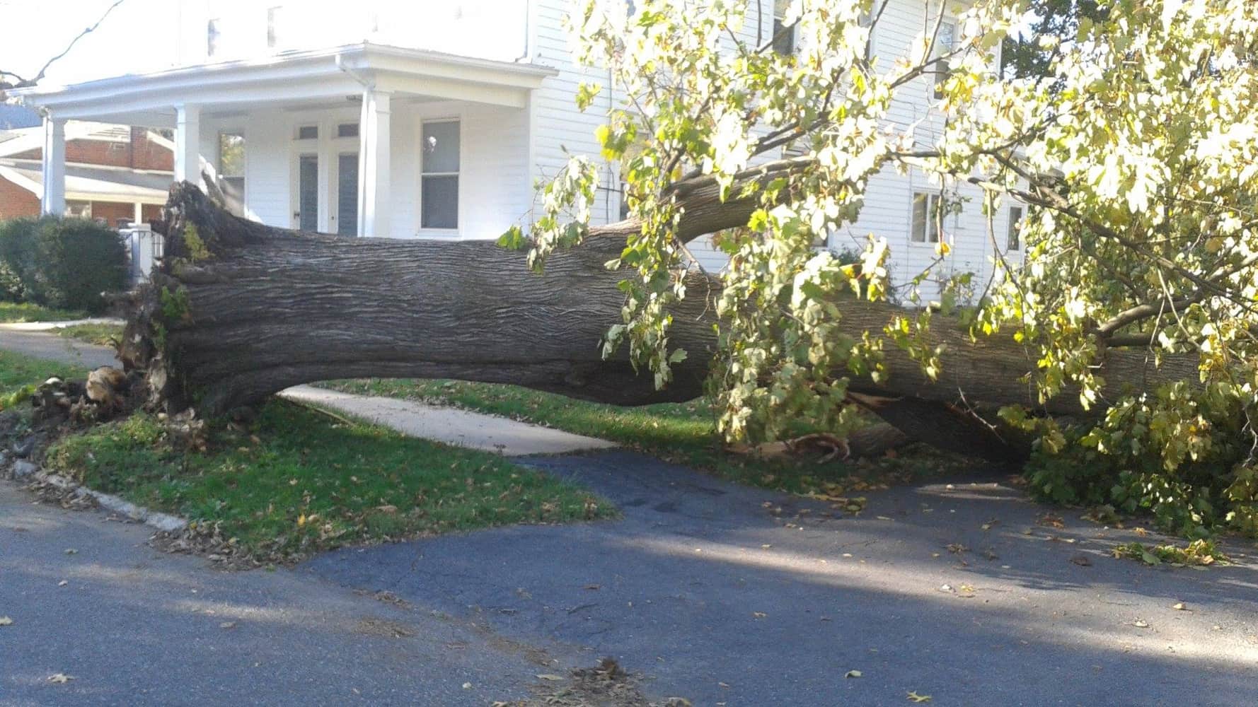 Photo(s) from Anthonys Tree Care