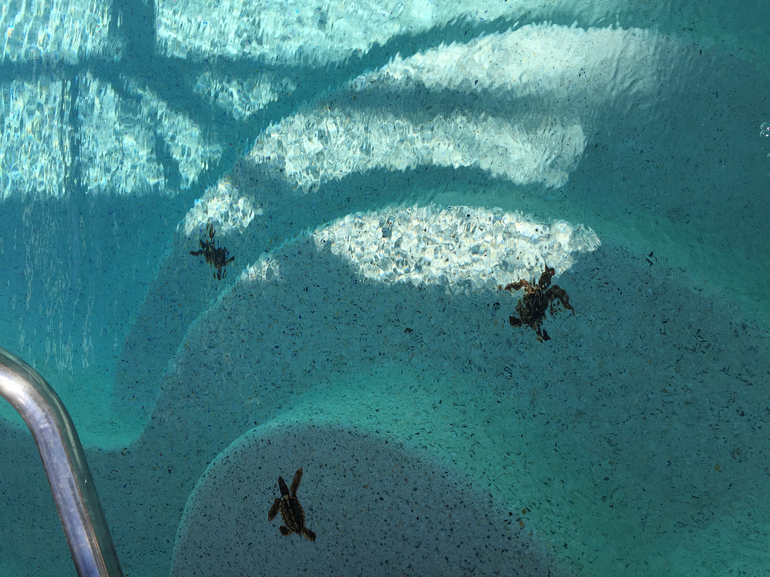 Photo(s) from Amazon Pools, Inc.