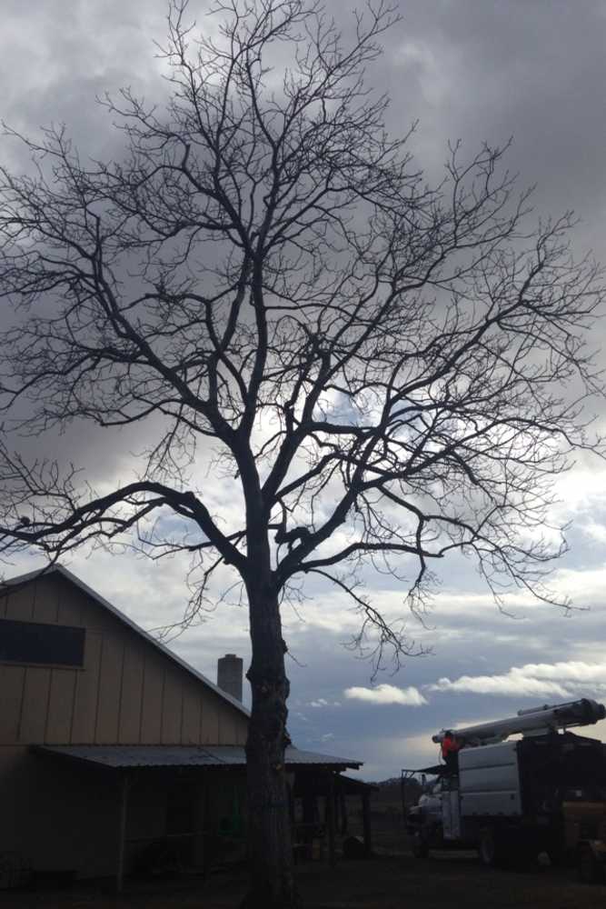 Tree jobs