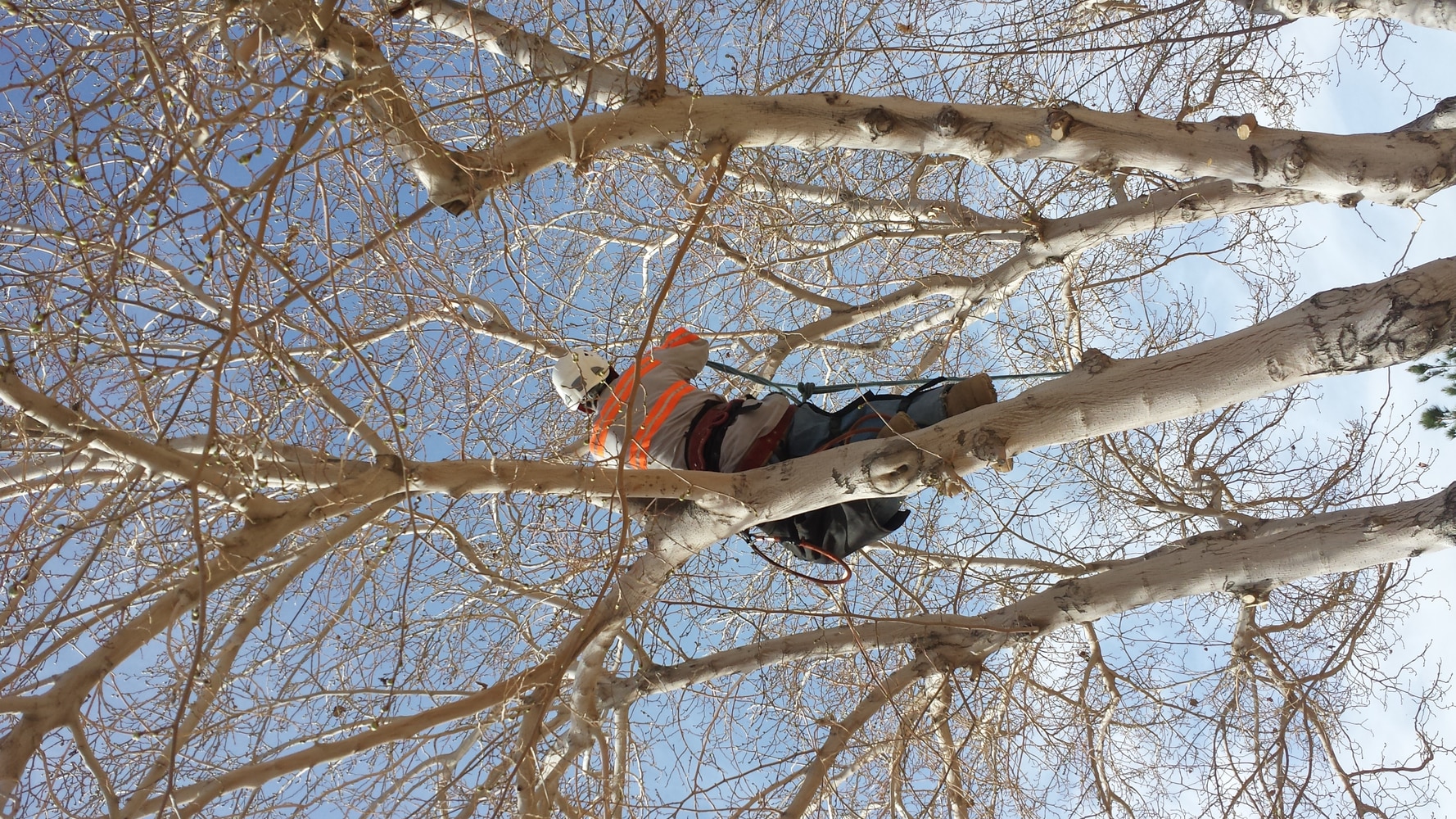 The Complete Yard Service Project