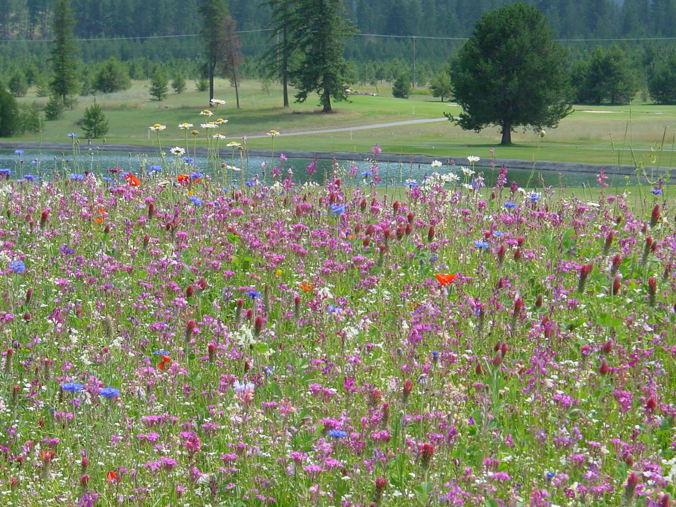 Projects by North Idaho Hydroseeding Inc.