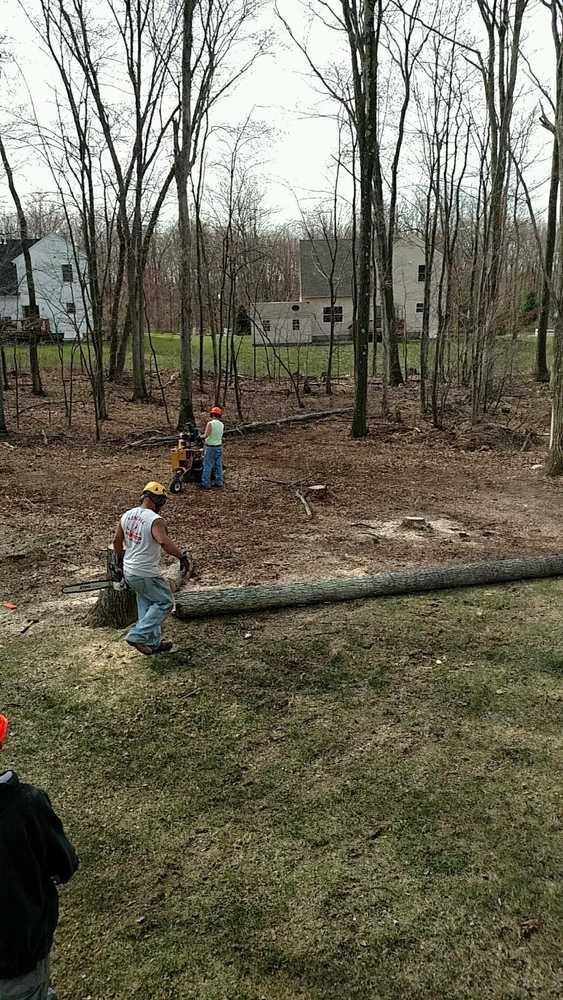 Tree removal, stump grinding and new lawn installation