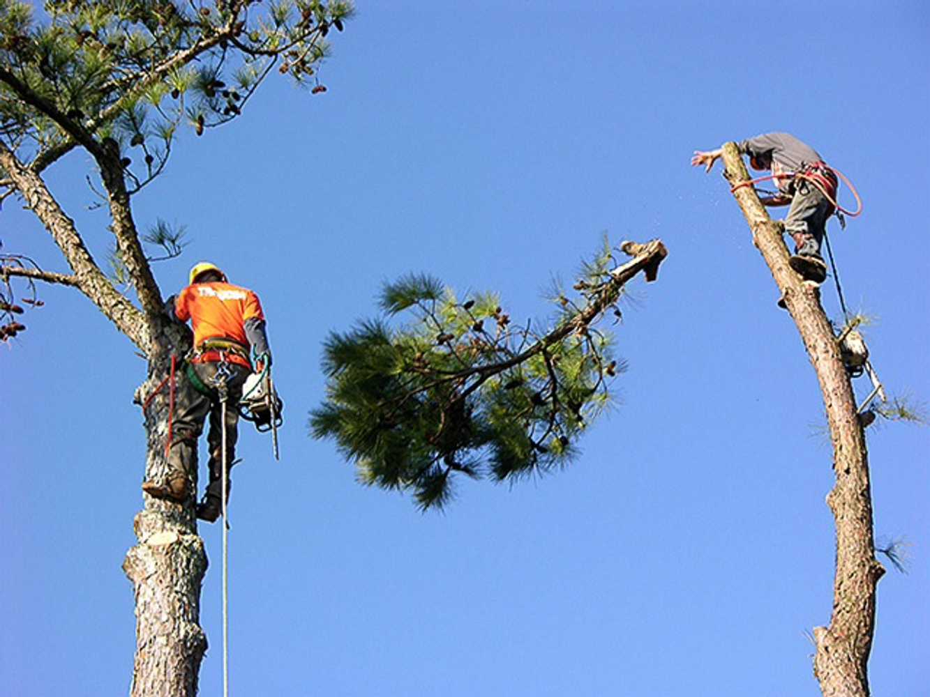 Chads Chippers Tree Service