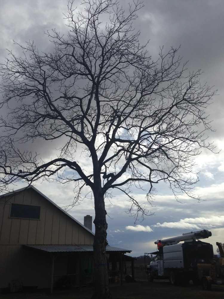 Tree jobs