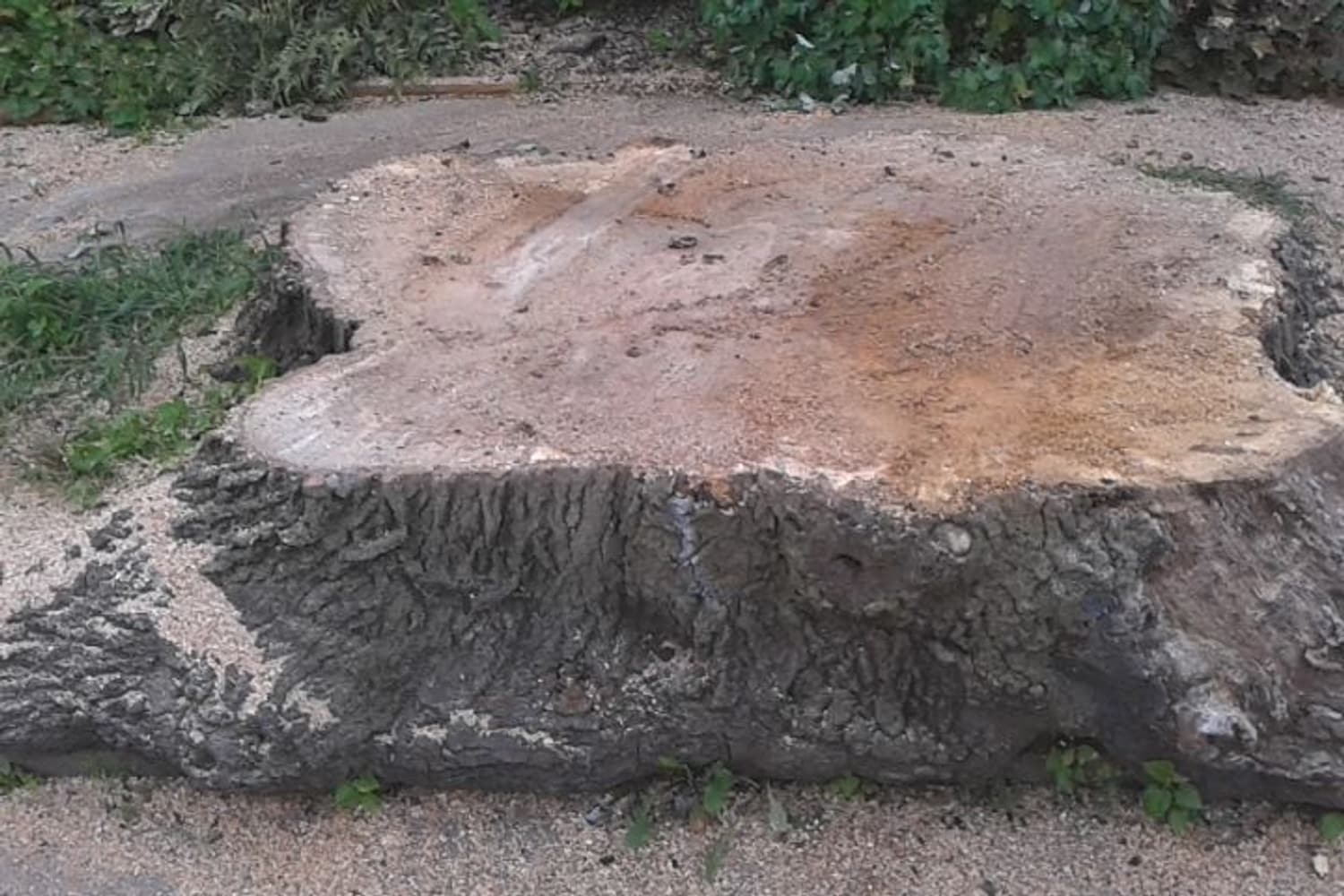 Photo(s) from Anthonys Tree Care