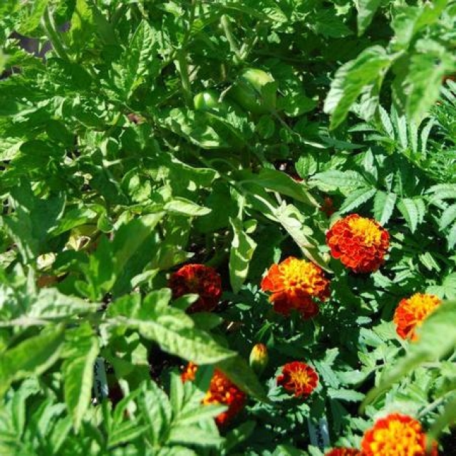 Verdura Culinary Gardens