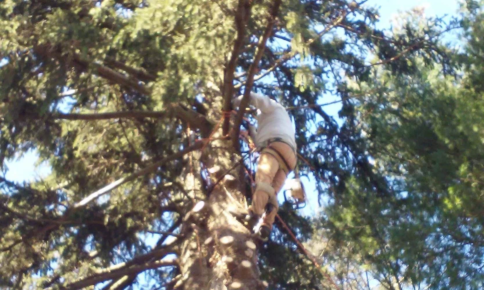 Photo(s) from Anthonys Tree Care