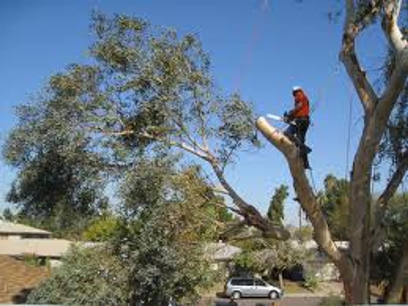 Inexpensve Tree Services Inc Project 1