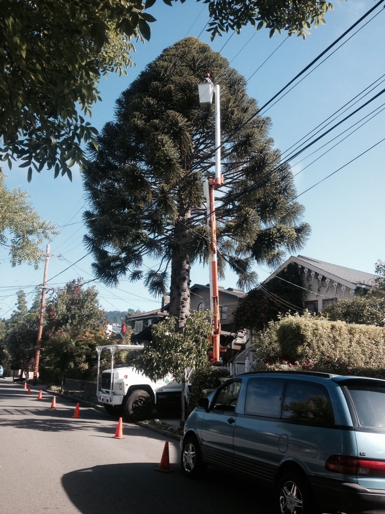 Photo(s) from Fosec Jr Tree Service Inc