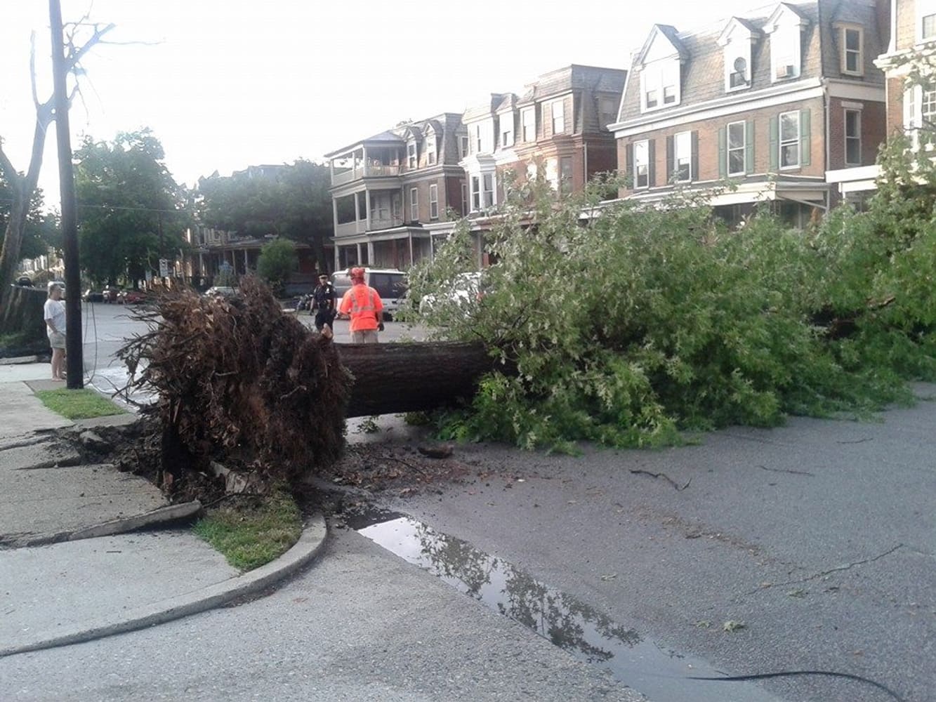 Photo(s) from Anthonys Tree Care