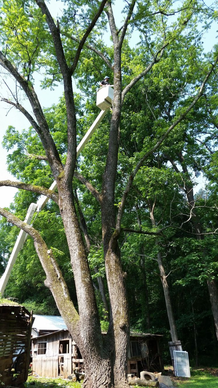 beaver tree service inc