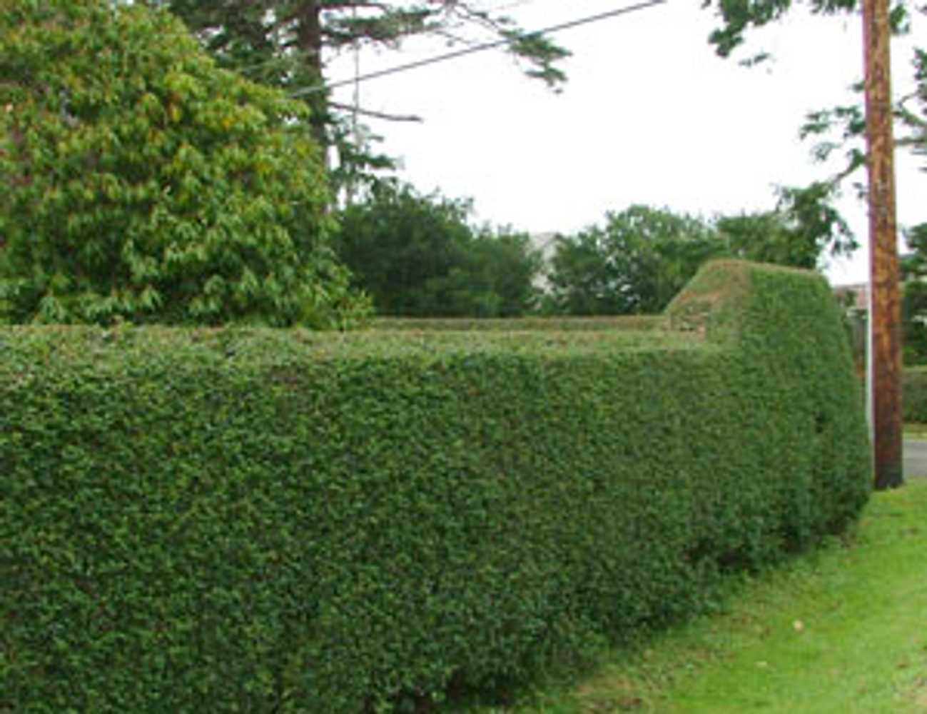 Landscaping, trimming