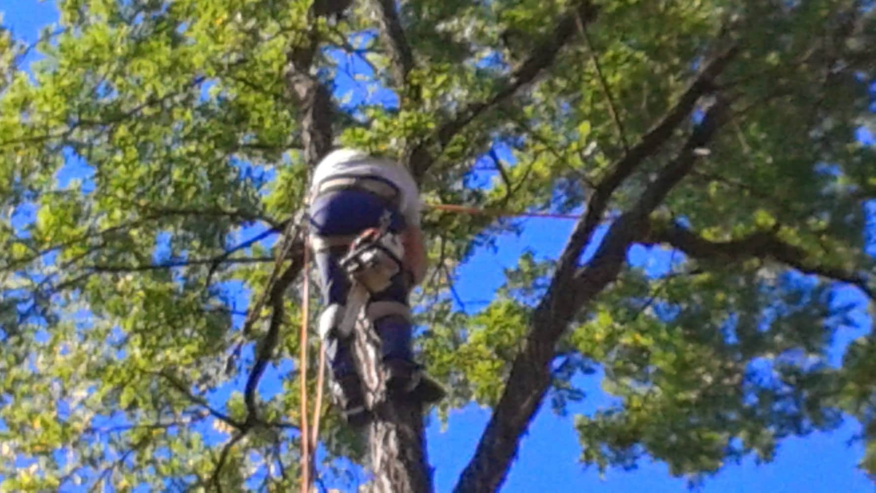 Photo(s) from Anthonys Tree Care