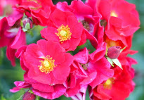 Rainbow Garden Designs