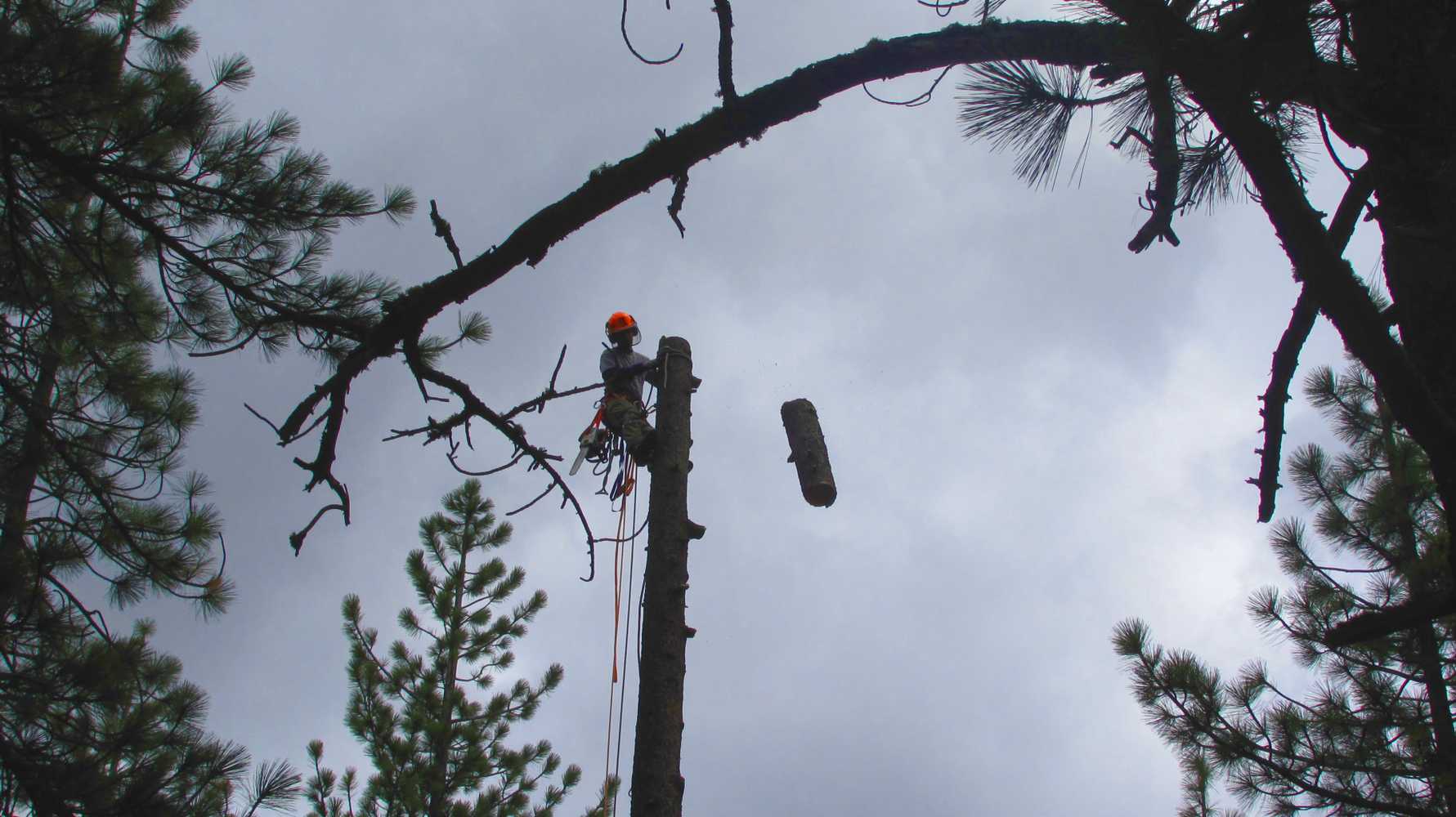 Tree Removals