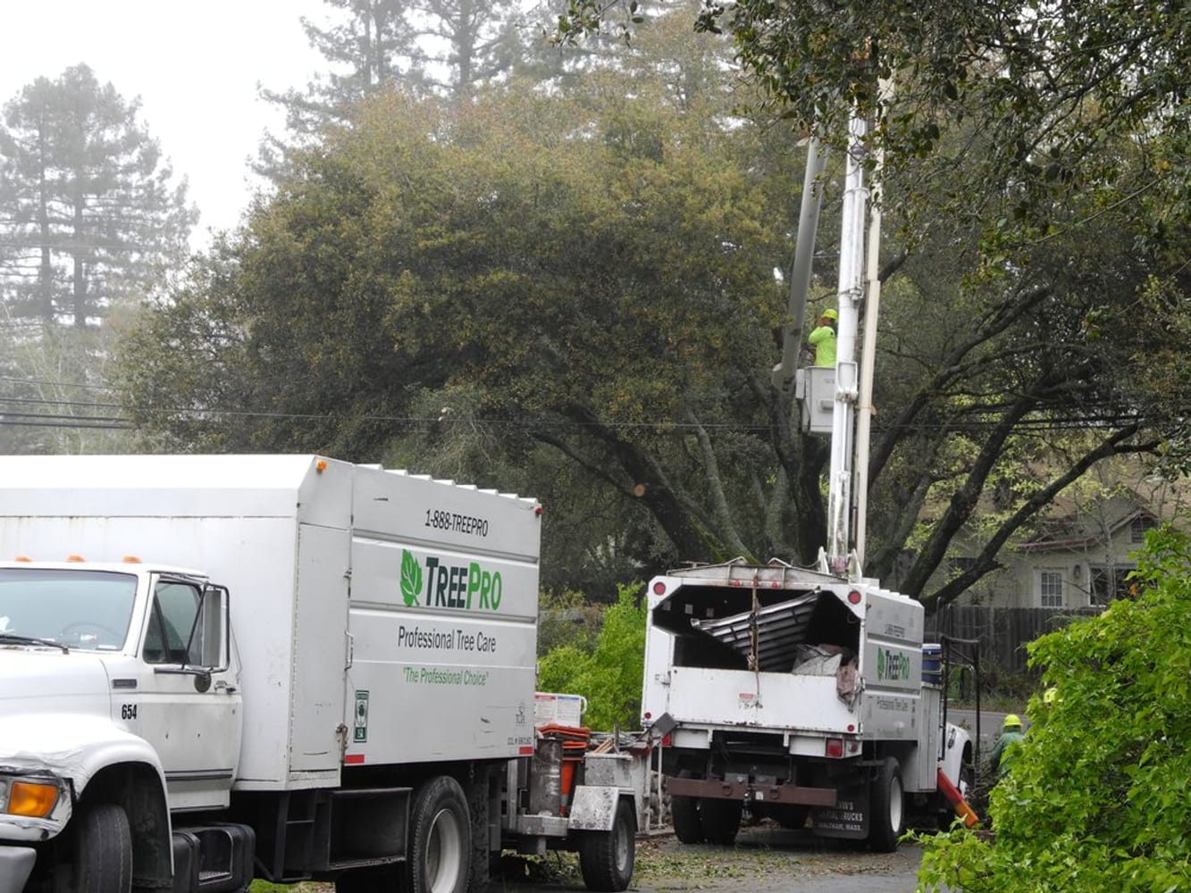 Photos from TreePro Professional Tree Care