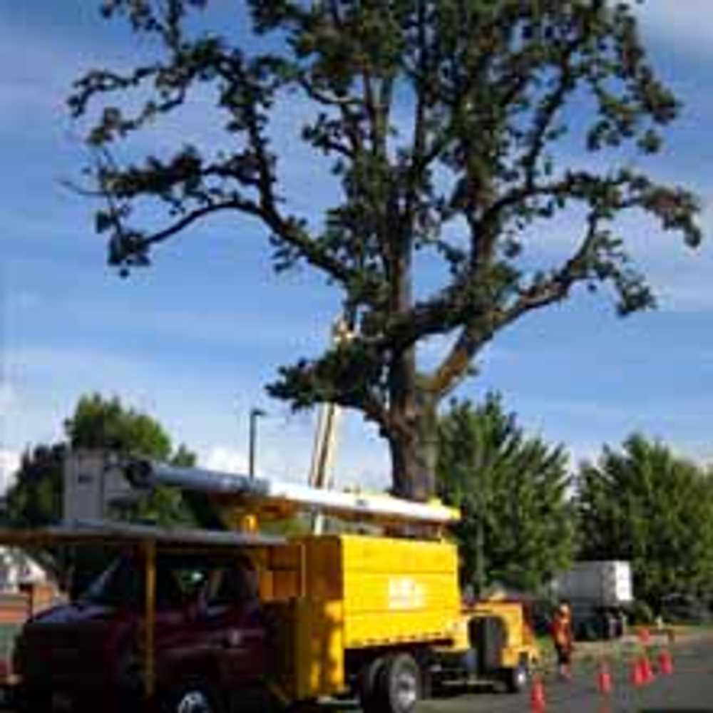 Projects by Mr Tree Inc