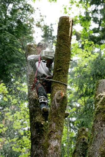 Rivas Landscaping Service