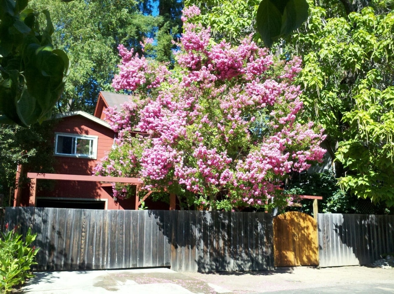 Photo(s) from Top Of The Morning Tree Care