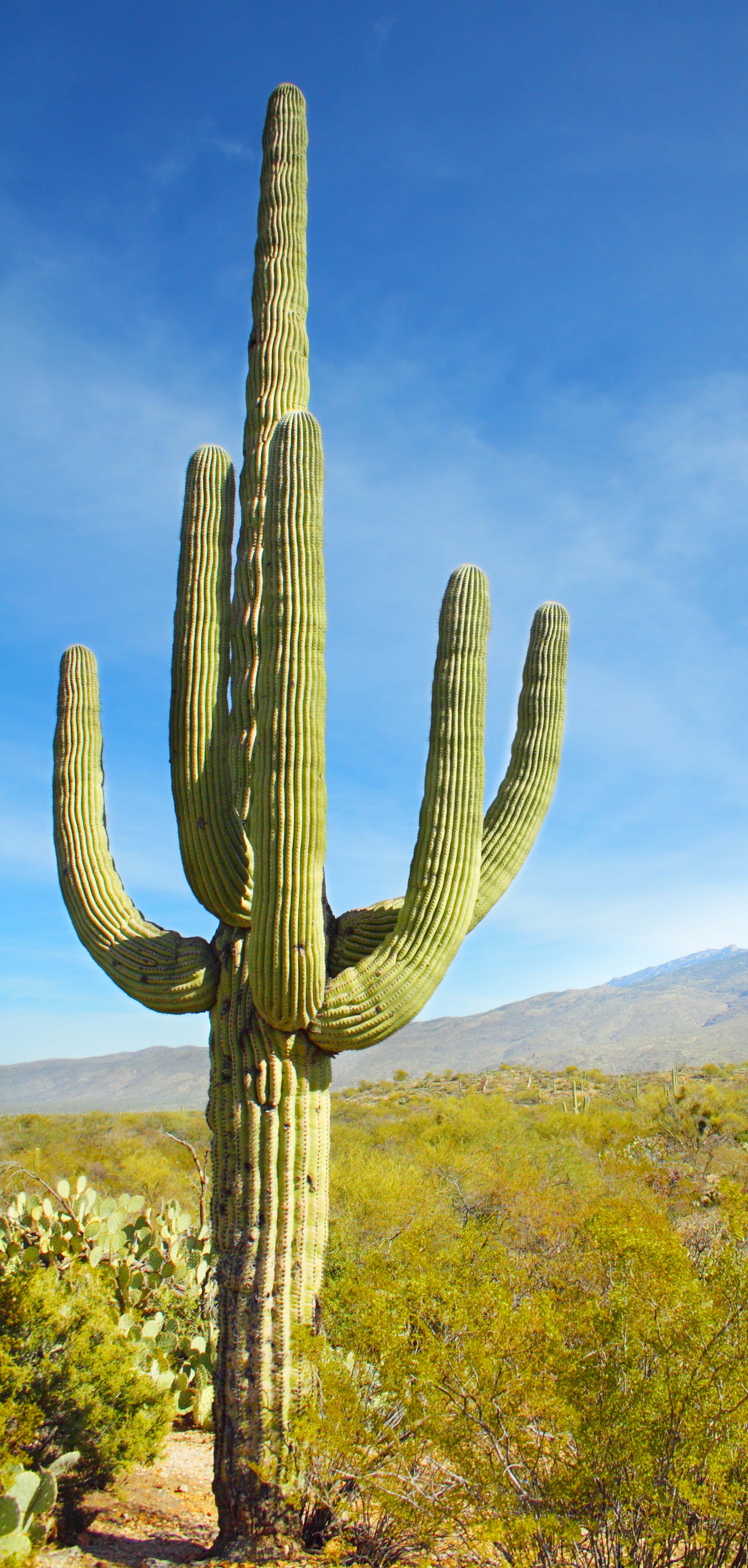 Cactus Valley Homes LLC