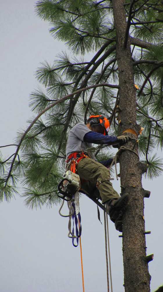 Tree Removals